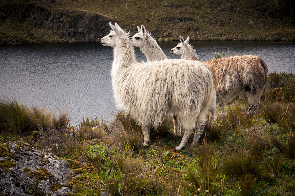 In Cajas National Park